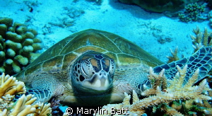 Sleeping Turtle by Marylin Batt 